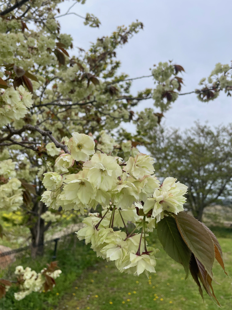 もくもくホール御衣黄