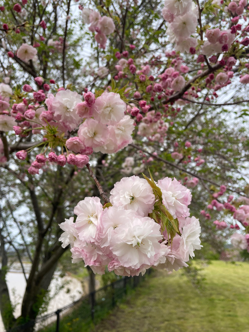 もくもくホール桜