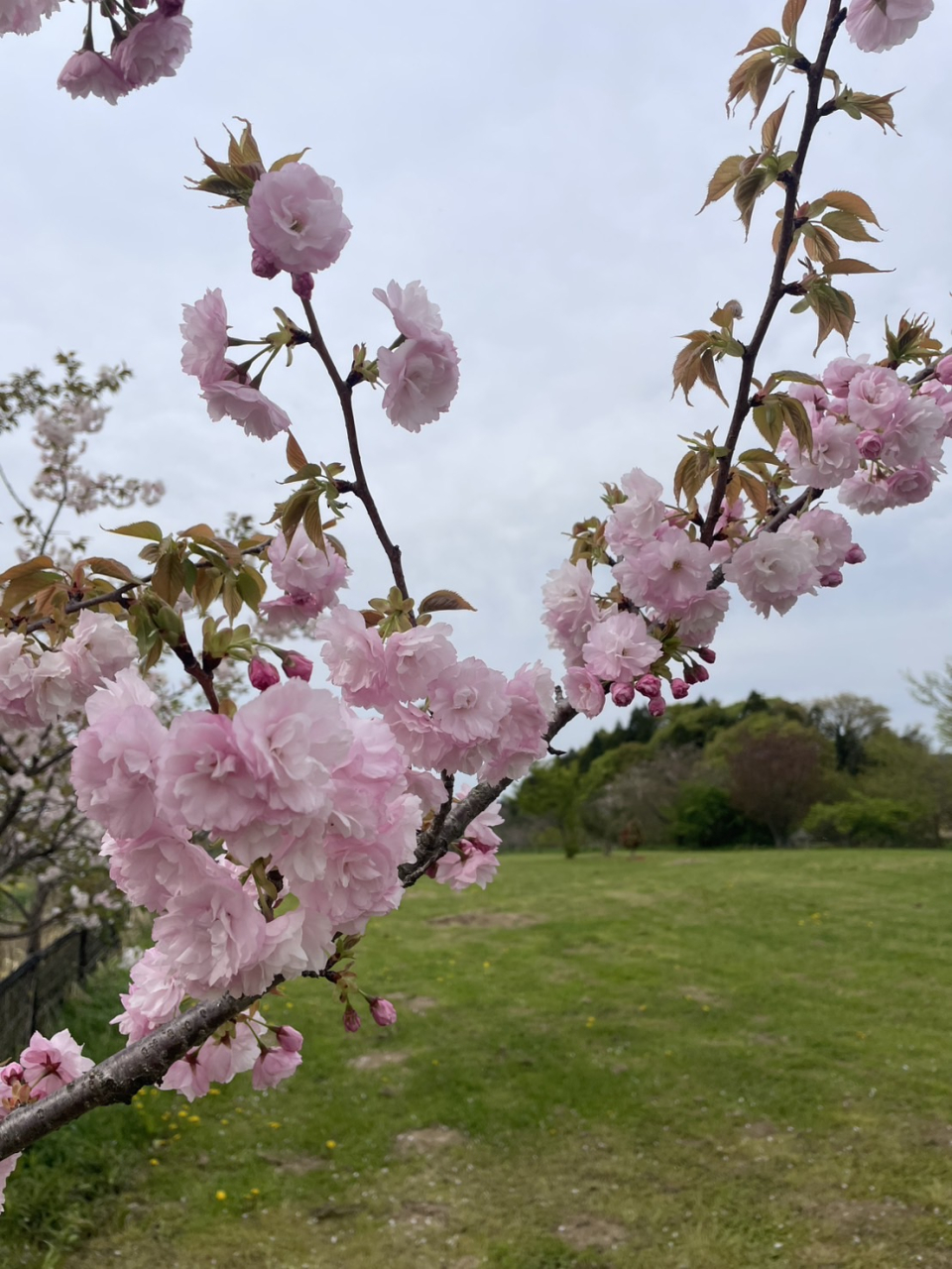 もくもくホール桜2