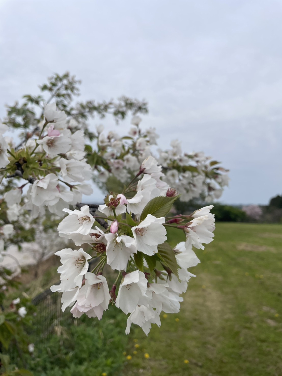 もくもくホール桜3